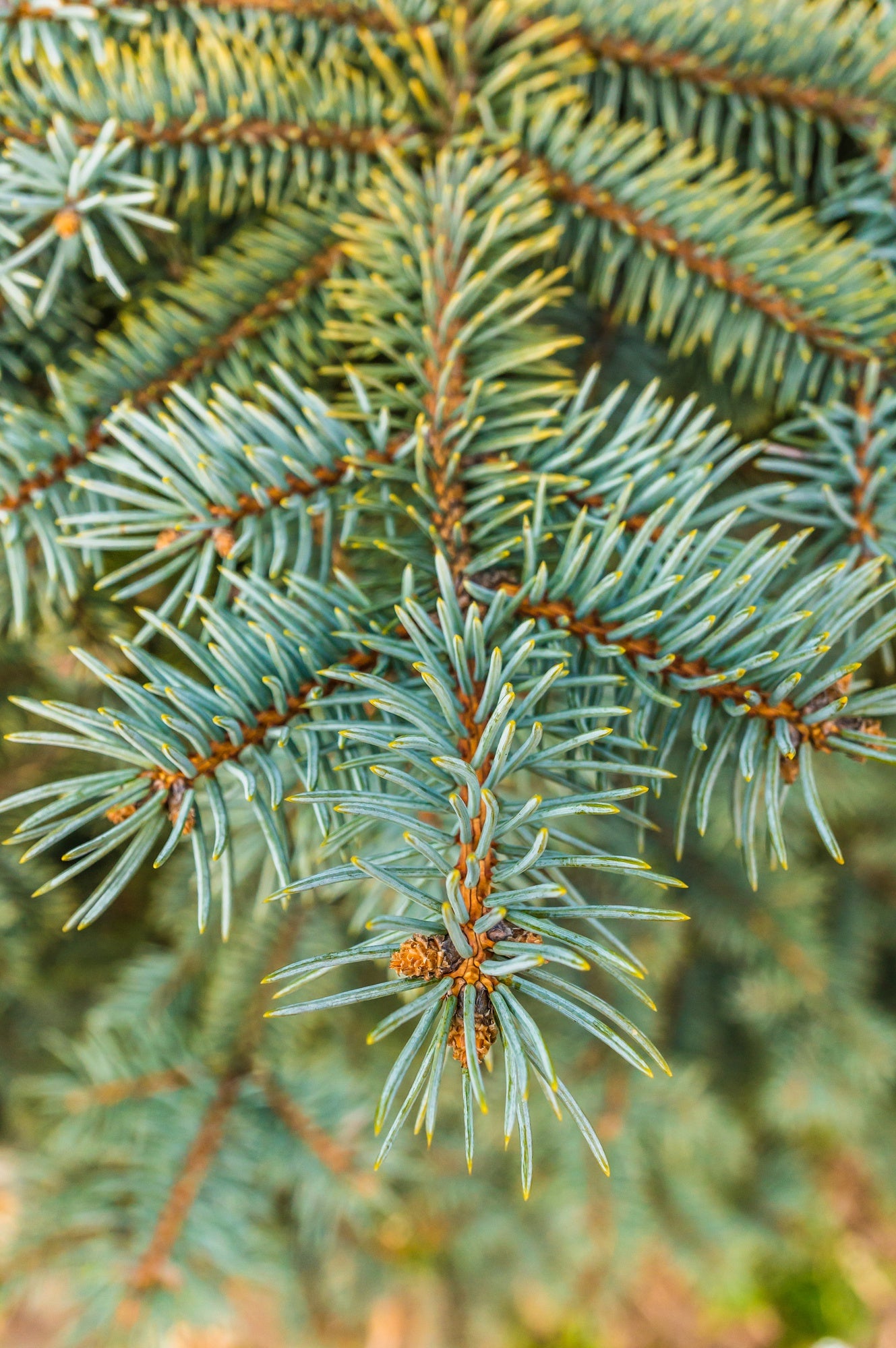 Close-up of pine tree branches with green needles and small brown cones, showcasing the natural texture and vibrant details of the pine tree.